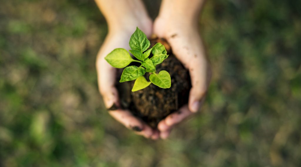 Baby plant being held by a pair of hands