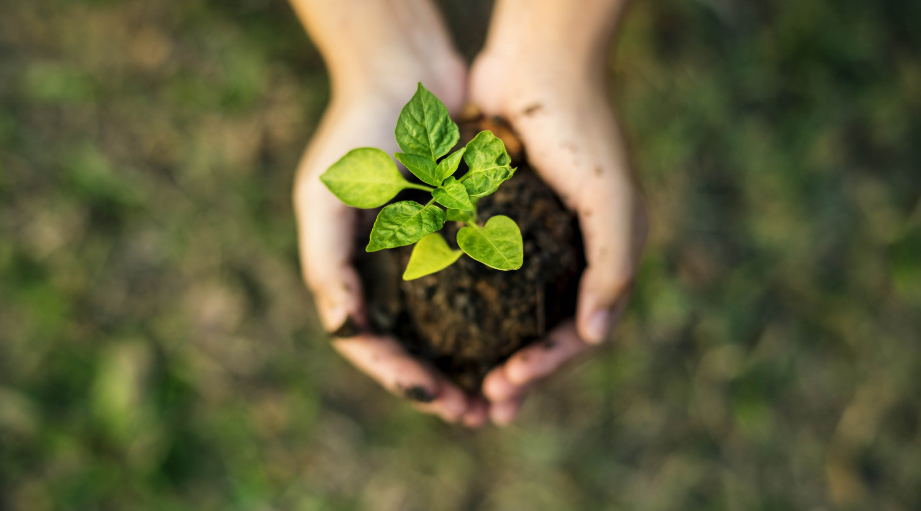Baby plant being held by a pair of hands