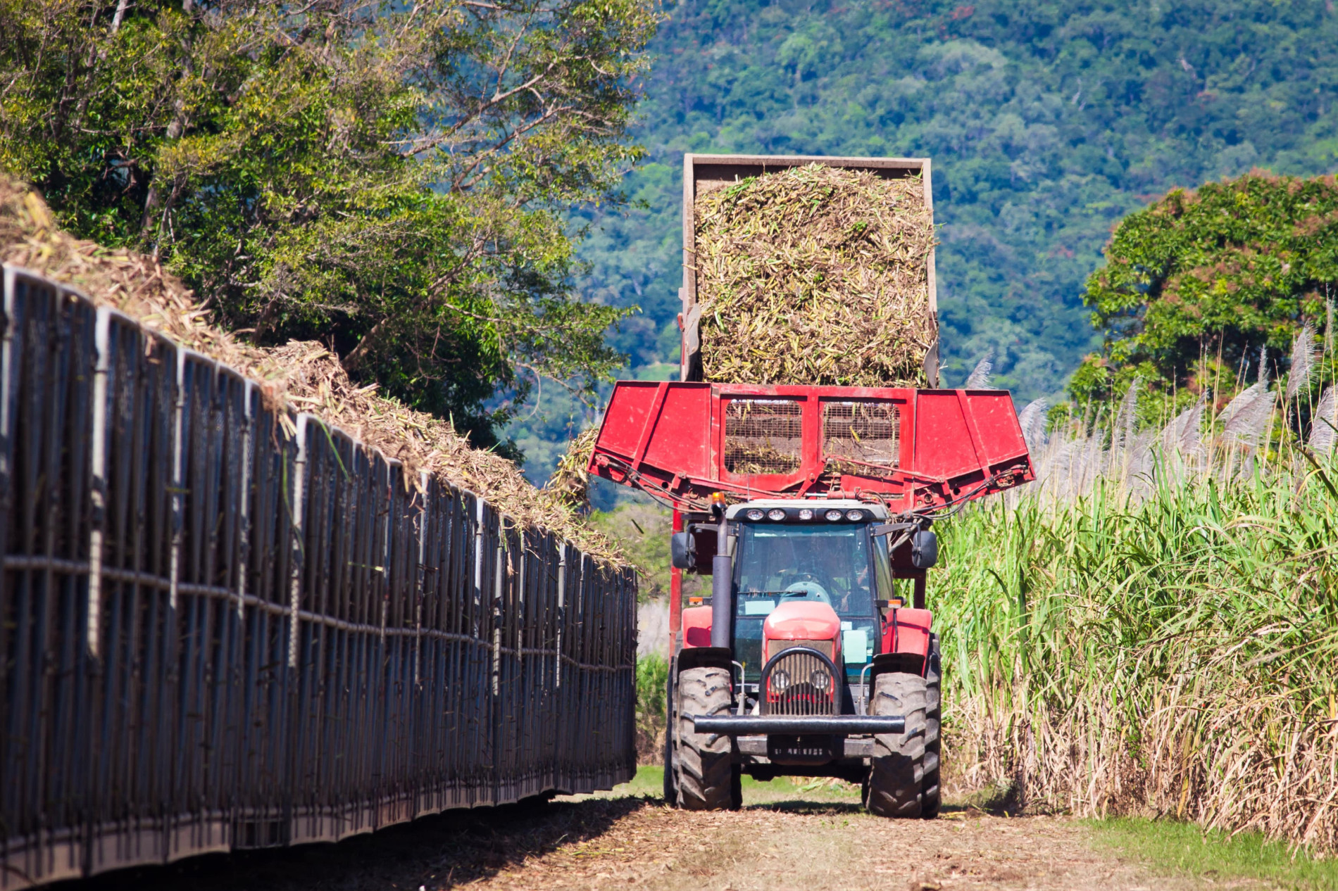 Agricultural Jobs in Australia - sugarcane-min