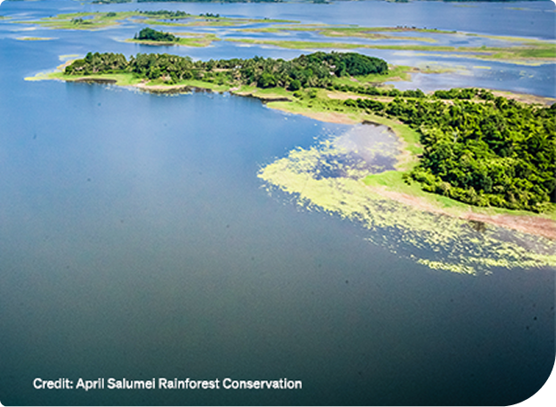 Image for Carbon markets