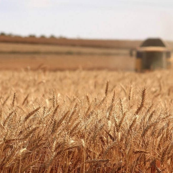 Wheat Fields with blurred tractor