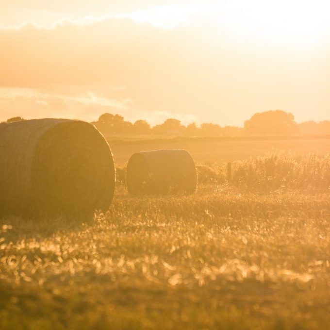 two rolled hay bales on grass field during golden hour