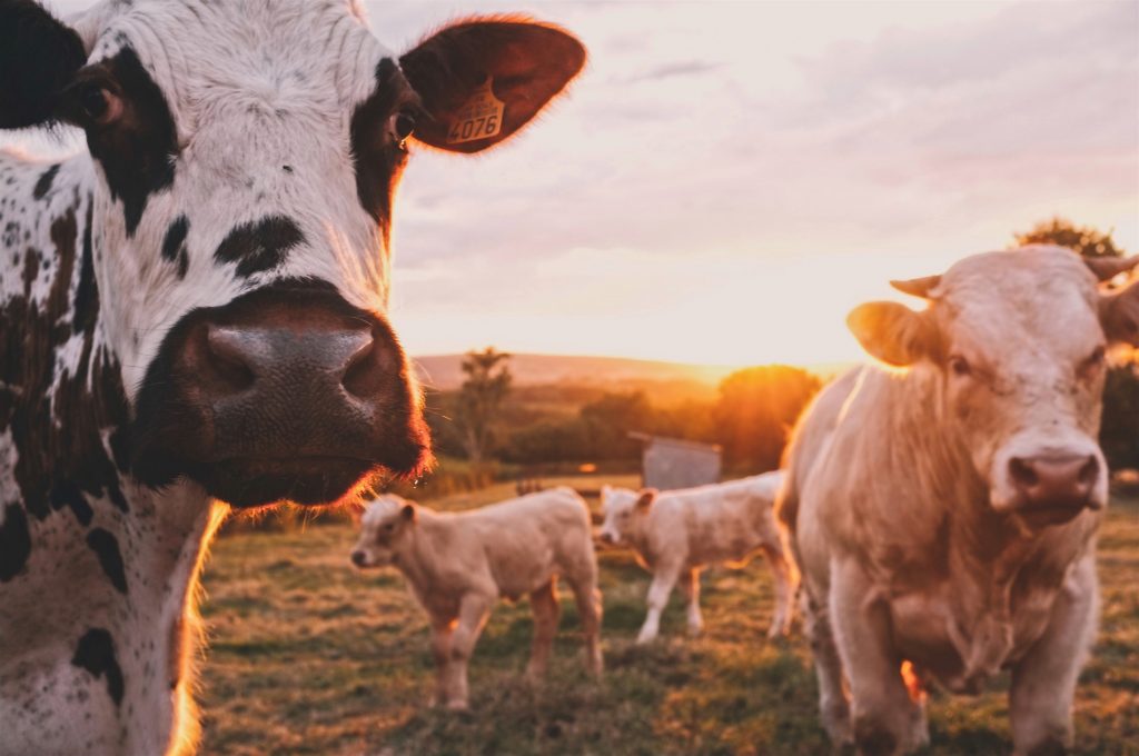 Cows in field Drover AG agricultural recruitment