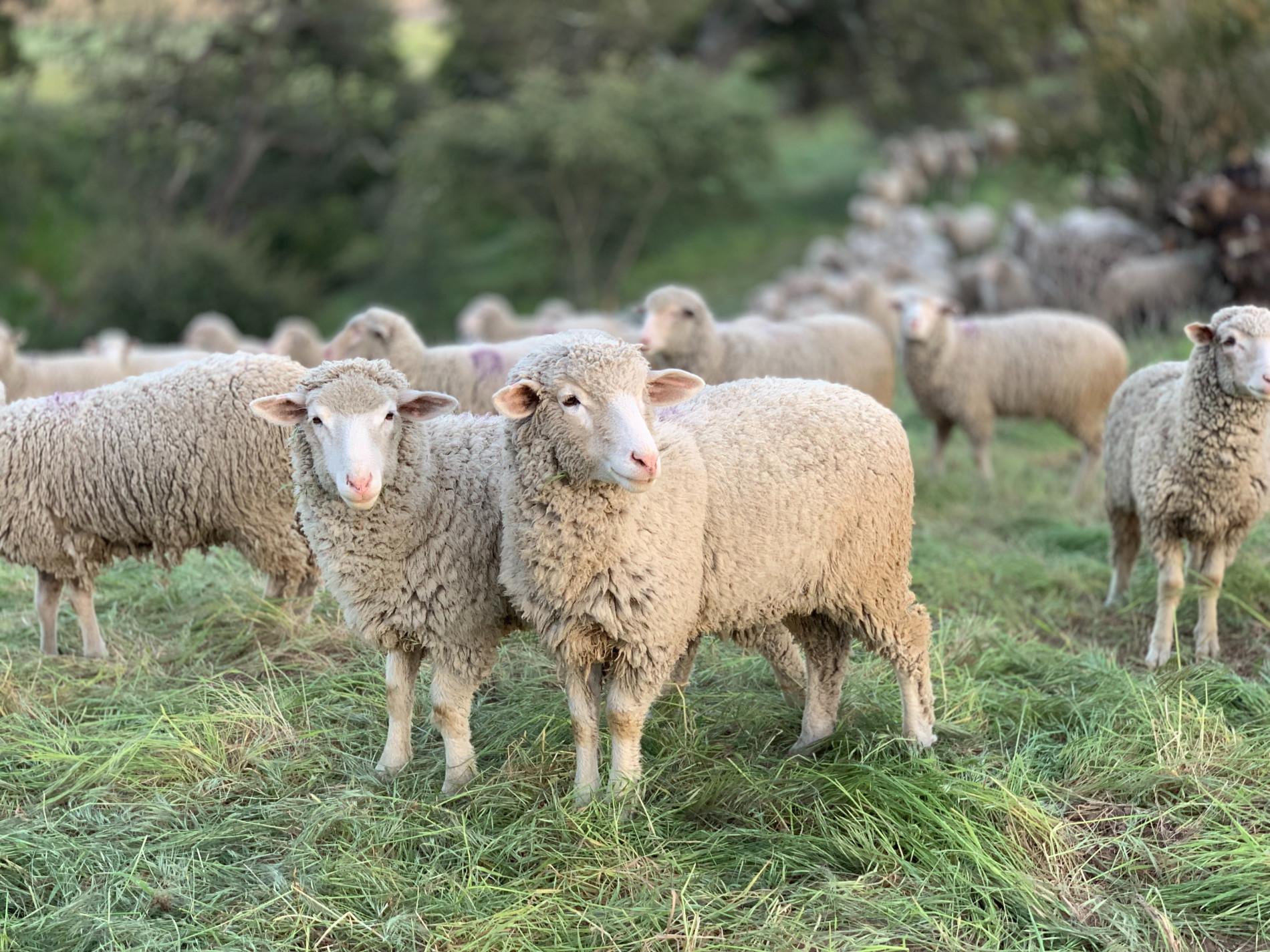 Sheep Drover AG agricultural recruitment
