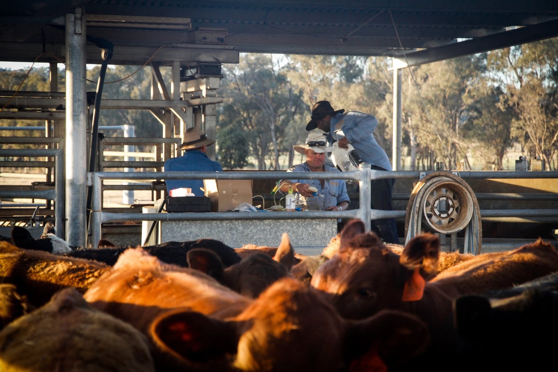 Farm workers in cattle yards