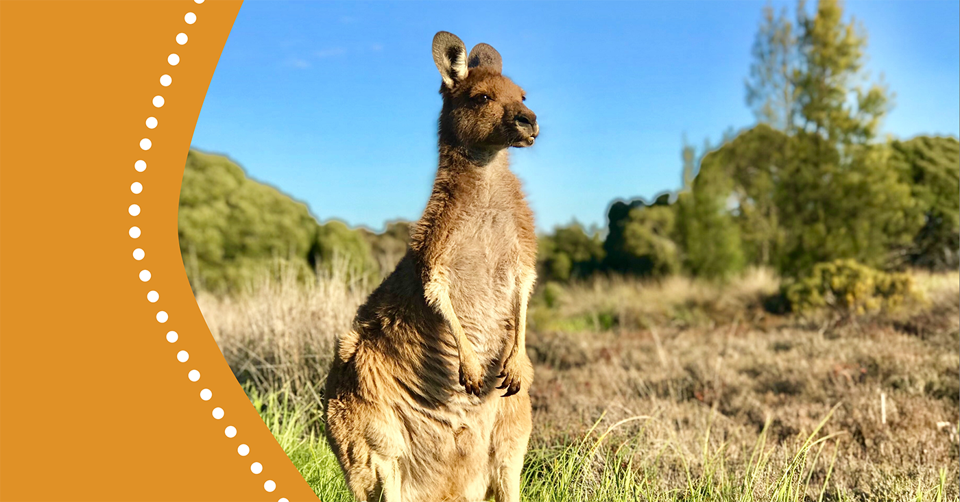 Totem Animals In Australia: A Journey Through Cultural Significance And Diverse Wildlife