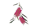 bottlebrush no circle transparent (3)
