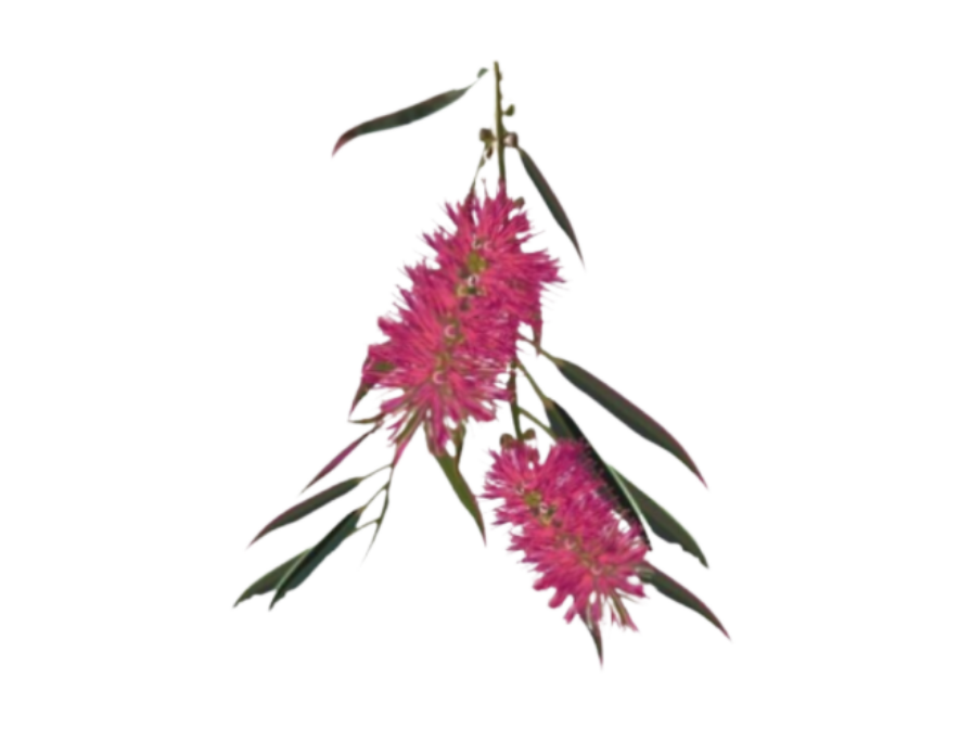 bottlebrush no circle transparent (3)