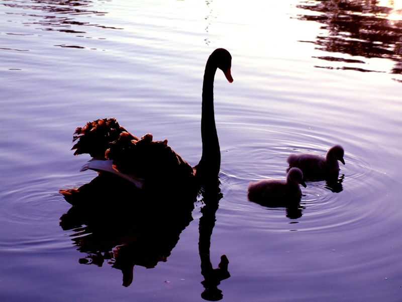 Western Australia's black swans have become a metaphor for business risk.